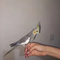 عروس هلندی ماده با تخم