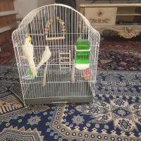 سلام ۲عدد عروس لوتینو به فروش می‌رسد