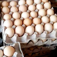 خرید بدون واسطه تخم مرغ خوراکی و نطفه دار از مزرعه