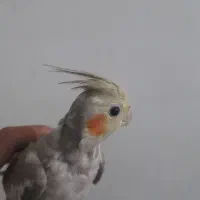 عروس هلندی|پرنده|بافت, |دیوار