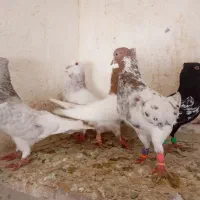 شیش عدد صید باهم دو میلیون