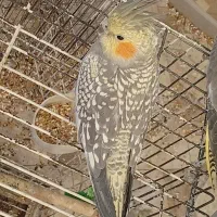 عروس هلندی