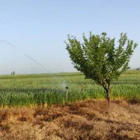 گندم آبی پیش گام