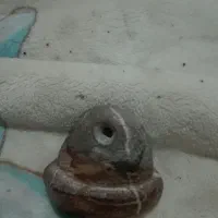 مهره ومجسمه سنگی|کلکسیون اشیاء عتیقه|شیراز, سلطان آباد|دیوار