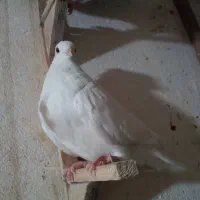 کبوتر تهرانی وبهبهانی