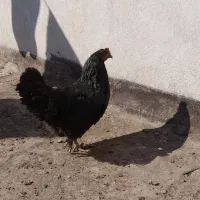 یک عدد خروس ومرغ|حیوانات مزرعه|مشهد, قائم|دیوار