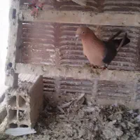 کفتر موشی طلایی