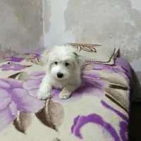 سگ شیتزو|سگ|تربت جام, والفجر|دیوار