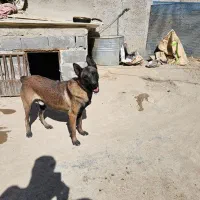 مالینویز نر اماده جفت گیری|سگ|پردیس, سیاه سنگ|دیوار