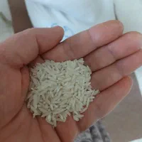 برنج طارم هاشمی بدون ذره ای قاطی به شرط|خوردنی و آشامیدنی|آمل, |دیوار