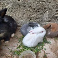 خرگوش لوپی زیبا