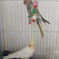 عروس هلندی نرو ماده.سخنگو