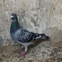 کبوتر دوبر پلاکی مسافتی جوجه و بالغ