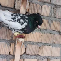 کفتر|پرنده|مرودشت, ژیان|دیوار