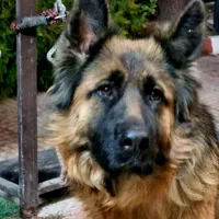 ژرمن وارداتی با مدارک مستند|سگ|ماهدشت, |دیوار