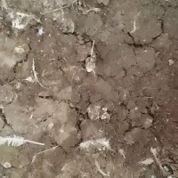 بوی مرغ