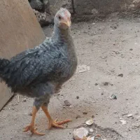 جوجه