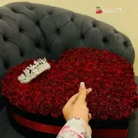 گل روبانی جاودان صدف
