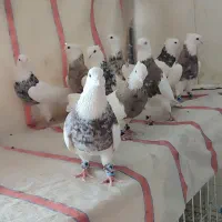 طوقی صد عدد ناب|پرنده|شاهینشهر, عطار|دیوار