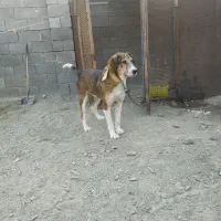 واگزاری سگ|سگ|بندرعباس, |دیوار