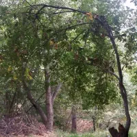 باغ آلوچه و گردو با سند تک برگ شش دانگ