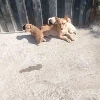 توله پاه کوتاه گوش تیز قشنگ|سگ|گرگان, |دیوار