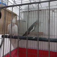 فروش یک جفت عروس هلندی