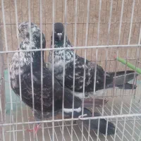 سه جفت کفتر به شرط