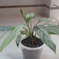 گلهای طبیعی یشم واگلونما کاکتوس صخرهای|گل و گیاه طبیعی|بندر انزلی, کلیور|دیوار