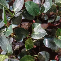 انواع گل های آپارتمانی|گل و گیاه طبیعی|مشهد, امیریه|دیوار