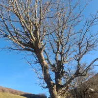 خرید کیوی خرده بار