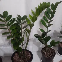 گل و گلدون و خاک و کود|گل و گیاه طبیعی|ارومیه, |دیوار