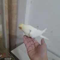 تعدادی عروس هلندی دستی|پرنده|تربت جام, فاز ۱ فرهنگیان|دیوار