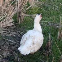 اردک خارجی .بوقلمون . قره قا. وول.خروس برهما|حیوانات مزرعه|قائمشهر, |دیوار