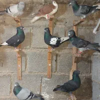 کبوتر دست کفتر زرنگ