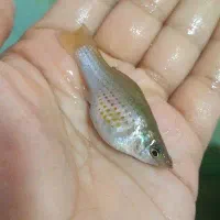 ماهی|ماهی|خرمشهر, |دیوار