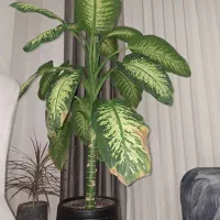 گل دیفن باخیا بزرگ|گل و گیاه طبیعی|ماهدشت, |دیوار