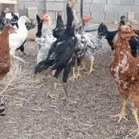 جوجه محلی آماده تخم گذاری . واکسن خورده