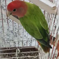 طوطی برزیلی سبزرنگ گم شده