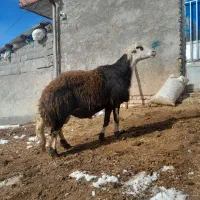 سلام خدمت عشقبازان ۳راس قوچ درج پرش عالی