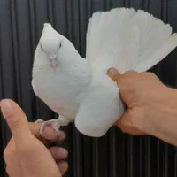 کبوتر سفید نرو ماده