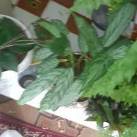 گل سرخس گل|گل و گیاه طبیعی|بروجن, |دیوار