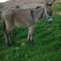 الاغ قودو نر