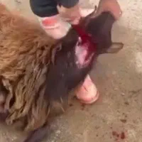 قصاب ماهر گوسفند در محل