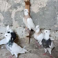 کبوتر|پرنده|کرمانشاه, |دیوار