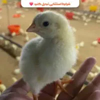 کارگرمرغداری|استخدام صنعتی، فنی، مهندسی|مشگین شهر, |دیوار