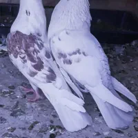 پلنگ. پشتدار .خالپیس