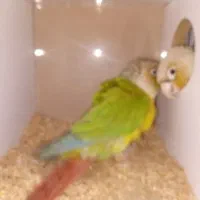 گرینچک مولد در حال تخم.در رباط کریم|پرنده|چهاردانگه (تهران), |دیوار