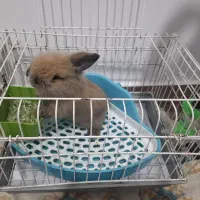 خرگوش لپ