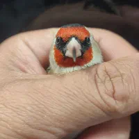 سهره قناری دورگ سهره پرنده  کرمونی و سر سیاه